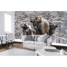 Eine Fototapete von Büffel in einem verschneiten Wald für das Wohnzimmer.
