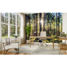 Fototapete mit einem sonnigen Kiefernwald in einem stilvollen Büro.