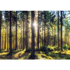 Fototapete mit Sonnenstrahlen zwischen hohen Kiefern in einem ruhigen Kiefernwald.