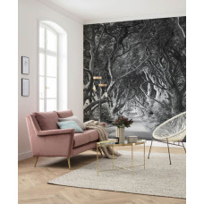 Eine Fototapete der geheimnisvollen Landschaft der Dark Hedges in Forevenue, perfekt für jedes Zimmer.