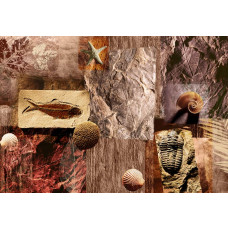 Fototapete mit prähistorischen Fossilien und Muscheln, die alte Meerestiere darstellen.