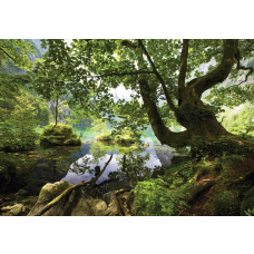 Grüne Waldlandschaft, gerendert auf einer Fototapete mit Bäumen und einem beruhigenden Blick.