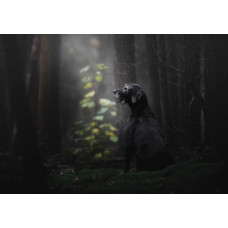 Fototapete von einem Hund im Wald umgeben von Bäumen und Natur.