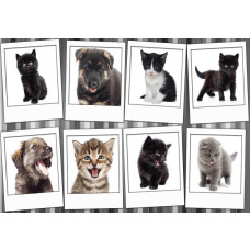 Fototapete mit einer Collage von Hunden und Katzen, mit Kätzchen und Welpen in verspielten Posen.