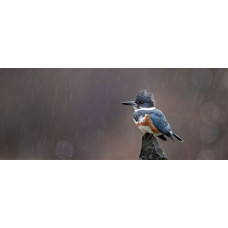 Fototapete eisvogel im regen mit einem farbenprächtigen eisvogel auf einem felsen während eines sanften regenschauers.