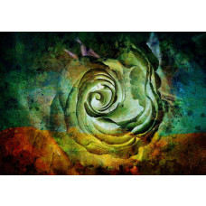 Bunte Rose im künstlerischen Malstil auf Fototapete.