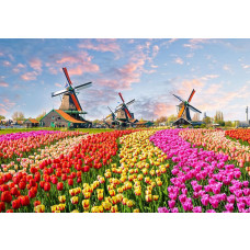 Fototapete mit bunten Tulpenfeldern und traditionellen Windmühlen an der Zaanse Schans.