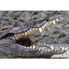 Fototapete mit einem Krokodil, Wildtiere und Natur.