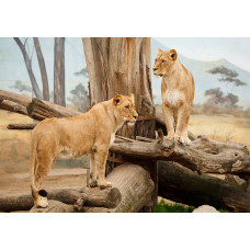 Fototapete von Löwinnen in afrikanischer Natur, Wildtiere.
