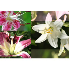 Lilien und Blumen in einem abstrakten Design, perfekt dargestellt in dieser farbenfrohen Fototapete.