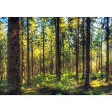 Fototapete mit warmen Sonnenstrahlen zwischen hohen Kiefern in einem ruhigen Wald.