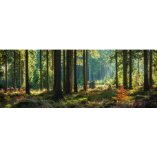 Fototapete mit einem stimmungsvollen Lichtspiel zwischen hohen Bäumen in einem grünen Wald.