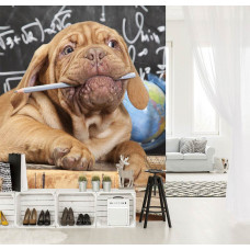Eine Fototapete mit einem humorvollen Lehrerhund für das Wohnzimmer.