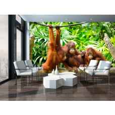 Eine Fototapete mit Orang-Utans und Affen in einer grünen Dschungelumgebung.