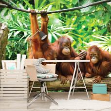 Eine Fototapete mit Orang-Utans im Dschungel, geeignet für eine abenteuerliche Büroatmosphäre.
