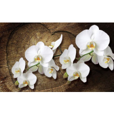 Orchideenblüten, natürlich dargestellt auf dieser Fototapete für Schlafzimmer oder Wohnzimmer.