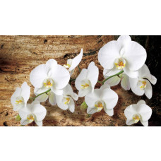 Fototapete mit Orchideen vor einem Baumhintergrund, perfekt für einen ruhigen Raum.