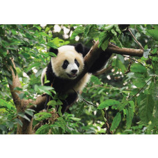Riesiger Panda in einem Baum, fröhliche Fototapete mit einem verspielten und niedlichen Look für Kinderzimmer.