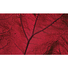 Fototapete rotes Blatt, Natur und warme Töne kombiniert.