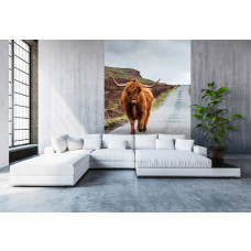 Eine schmale Fototapete mit einem schottischen Highlander auf einer ländlichen Straße, ideal für ein Wohnzimmer.