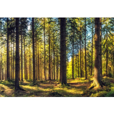 Fototapete mit einem stimmungsvollen Kiefernwald und warmem Sonnenlicht zwischen den hohen Bäumen.