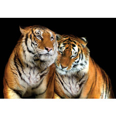 Tiger, Natur Fototapete mit wilden Tieren, ideal für einen Abenteuerraum.