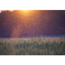 Fototapete mit Wiese und Graslandschaft, eine beruhigende Naturszene mit grünen Feldern und weichen Texturen.