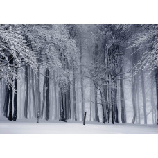 Fototapete eines Winterwaldes mit verschneiten Bäumen, beruhigende Natur.