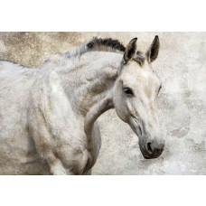 Fototapete mit einem weißen Pferd, anmutig und elegant.