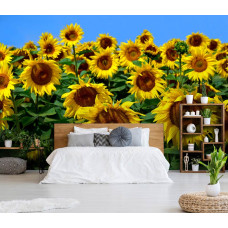 Eine Sonnenblumen-Fototapete für das Wohn- und Schlafzimmer.