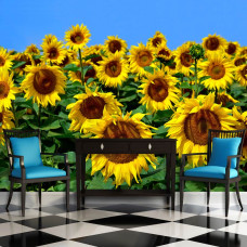 Eine Sonnenblumen-Fototapete für das Wohnzimmer.