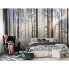 Eine Fototapete mit Sonnenstrahlen, die durch die Bäume im Wald scheinen, zu sehen im Schlafzimmer.
