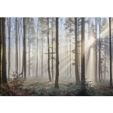 Fototapete mit Sonnenstrahlen, die durch die Bäume in einem Wald scheinen, beruhigendes Naturthema.