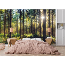 Fototapete mit Sonnenstrahlen zwischen hohen Kiefern in einem gemütlichen Schlafzimmer.