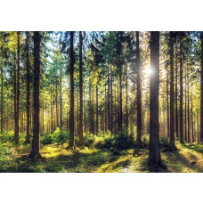 Fototapete mit Sonnenstrahlen, die durch einen dichten Kiefernwald scheinen.