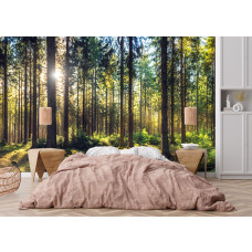 Fototapete mit einem sonnigen Nadelwald in einem gemütlichen Schlafzimmer mit ruhiger Ausstrahlung.