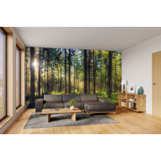 Fototapete mit einem sonnigen Wald in einem modernen Wohnzimmer mit natürlicher und ruhiger Atmosphäre.