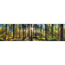 Tapete mit einem sonnigen Waldpanorama, hohen Kiefern und warmen Sonnenstrahlen zwischen den Bäumen.