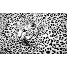 Eine Fototapete mit Pantherdruck mit Gepard und Gepard, wild und hart.
