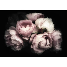 Rosen-Tapete mit einem Blumenstrauß aus Rosen und Pfingstrosen, stimmungsvoll und romantisch.