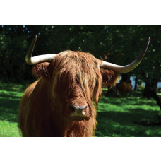 Fototapete Schottischer Hochländer, Tiere in ihrem natürlichen Lebensraum.