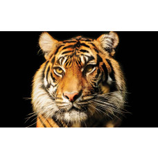 Fototapete Tiger mit Tierprint, eindrucksvoll und kraftvoll.
