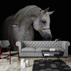 Ein weißes Pferd Fototapete für das Wohnzimmer.