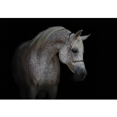 Weißes Pferd Fototapete, kraftvoll und elegant.