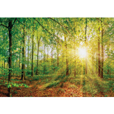 Fototapete eines sonnigen Waldes mit Bäumen und Sonnenstrahlen, die durch die Blätter brechen.