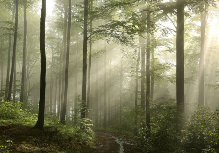 Fototapete Nebliger Wald mit frühen Sonnenstrahlen