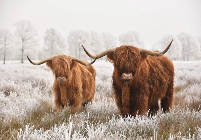 Schottische Highlander auf der Heide
