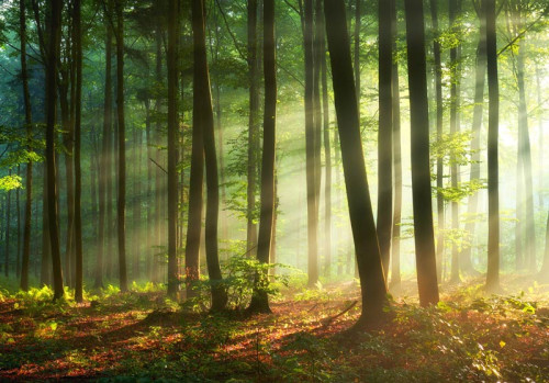 Sonnenstrahlen brechen durch die Bäume eines dichten Waldes auf dieser Fototapete, mit einem warmen und natürlichen Look.