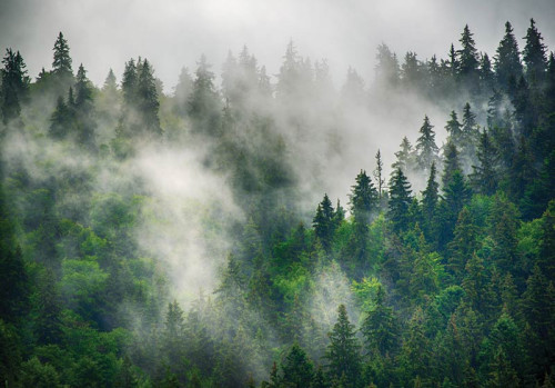 Ein nebliger Bergwald mit Kiefern, die in dichtem Nebel stehen, eingefangen auf dieser ruhigen Vliestapete.