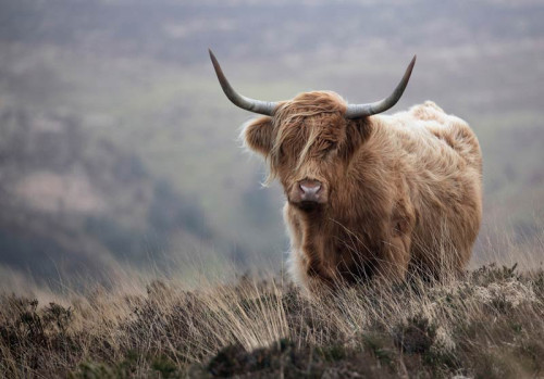 Fototapete eines schottischen Hochländers in der Wildnis, mit einem natürlichen und wilden Look.